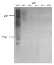 P35S probe를 이용하여 LM포플러를 southern blotting한 결과