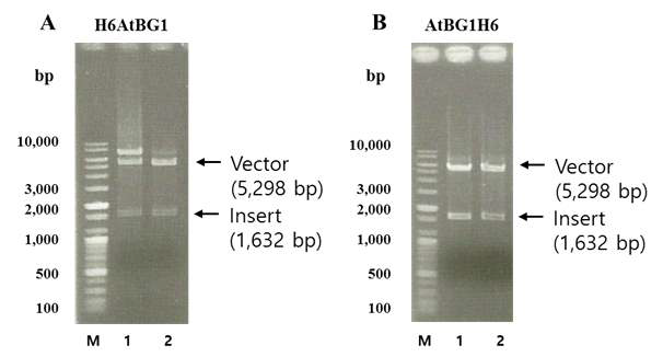 유전자 클로닝 후 DNA restriction enzyme을 이용하여 DNA electrophoresis를 통한 AtBG1 발현 플라스미드 제작 확인