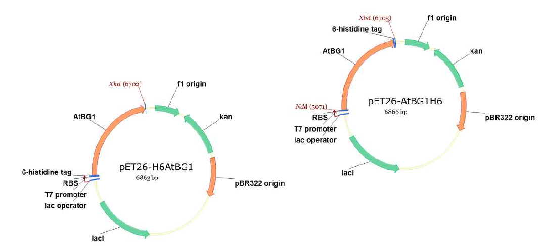 혹은 C-terminal 부분에 6-histidine tag이 융합된 H6AtBG1 및 AtBG1H6 발현을 위한 pET26-H6AtBG1 및 pET26-AtBG1H6의 plasmid map