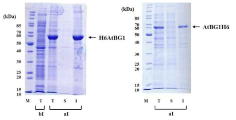 재조합 대장균에서 AtBG1의 발현 결과. 좌; H6AtBG1, 우; AtBG1H6