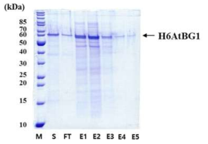 Ni-affinity chromatography를 통한 H6AtBG1 정제 및 SDS-PAGE 분석. S, sample; FT, flow-through; E1 – E5, elution fractions