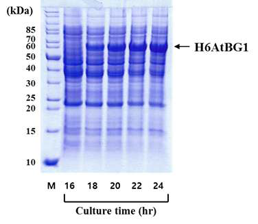 SDS-PAGE를 통한 H6AtBG1의 발현 분석 *우측 SDS-PAGE gel 사진의 화살표는 발현된 H6AtBG1의 band 위치를 나타낸다