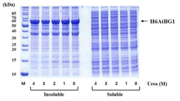 농도에 따른 H6AtBG1의 가용성 변화 *0, 1, 2, 3, 4 M urea에서 파쇄된 H6AtBG1 발현 대장균을 파쇄 후 12,000 rpm에서 20분간의 원심분리를 통해서 불용성(insoluble) 및 가용성(soluble) 분획으로 나누고 SDS-PAGE 통해 H6AtBG1의 순도를 확인하였다