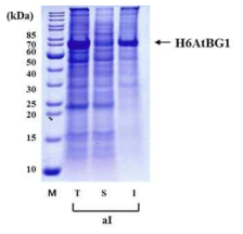 유가식 발효를 통해 대량 발현된 H6AtBG1 내포체 정제 및 SDS-PAGE 분석 *우측 SDS-PAGE gel 사진의 화살표는 발현된 H6AtBG1의 band 위치를 나타낸다