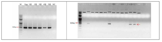 PCR 증폭 결과(좌) 및 TA 클로닝 확인 (우)