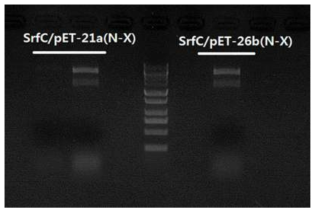 플라스미드 내 SrfC도입 확인 (N: NdeI, X: XhoI)