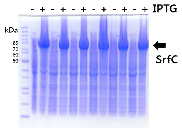 SrfC의 단백질 발현 분석 결과