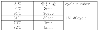 PCR 조건