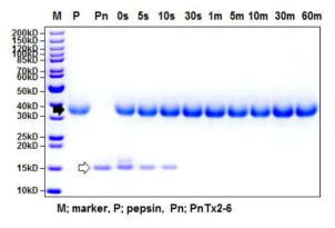 PnTx2-6 단백질의 인공위액 소화시험 결과. 검정화살표; pepsin, 투명화살표; PnTx2-6, P; pepsin만 처리 Pn; PnTx2-6만 처리