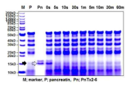 PnTx2-6 단백질의 인공장액 소화시험 결과. 검정화살표: pancreatin, 투명화살표: PnTx2-6, P; pancreatin만 처리 Pn; PnTx2-6만 처리
