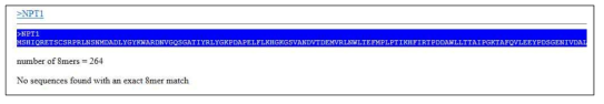 NPT1 아미노산 서열의 pattern match 검색 결과