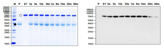 인공위액 소화시험에서 SY단백질의 SDS-PAGE (좌) 및 Western blot detection (우) P와 검정화살표: pepsin, SY와 투명화살표: SY