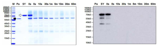 인공장액 소화시험에서 SY 단백질의 SDS-PAGE (좌) 및 Western blot detection (우) Pa와 검정화살표: pancreatin, SY와 투명화살표: SY