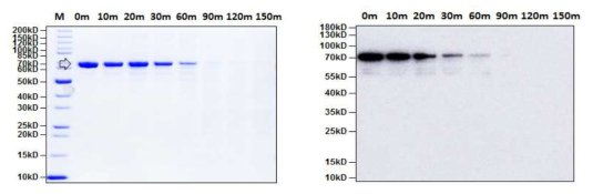 열안정성 시험에서 SY 단백질의 SDS-PAGE (좌) 및 Western blot detection (우) 투명화살표: SY