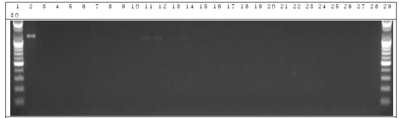 분변 샘플 PCR. 1: Marker, 2: Positive control, 3: Negative control, 4: DW 5~14: GM stool DNA 9 hr, 15~24: W.T stool DNA 9 hr, 25~29: non-treatment stool DNA 9 hr, 30: Marker