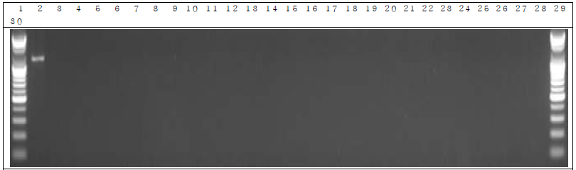 분변 샘플 PCR. 1: Marker, 2: Positive control, 3: Negative control, 4: DW 5~14: GM stool DNA 12 hr, 15~24: W.T stool DNA 12 hr, 25~29: non-treatment stool DNA 12 hr, 30: Marker