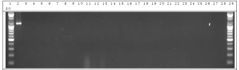 분변 샘플 PCR. 1: Marker, 2: Positive control, 3: Negative control, 4: DW 5~14: GM stool DNA 6 day, 15~24: W.T stool DNA 6 day, 25~29: non-treatment stool DNA 6 day, 30: Marker