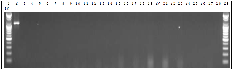 분변 샘플 PCR. 1: Marker, 2: Positive control, 3: Negative control, 4: DW 5~14: GM stool DNA 15 day, 15~24: W.T stool DNA 15 day, 25~29: non-treatment stool DNA 15 day, 30: Marker