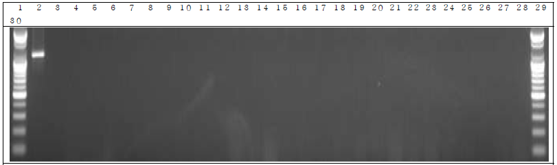 분변 샘플 PCR. 1: Marker, 2: Positive control, 3: Negative control, 4: DW 5~14: GM stool DNA 18 day, 15~24: W.T stool DNA 18 day, 25~29: non-treatment stool DNA 18 day, 30: Marker