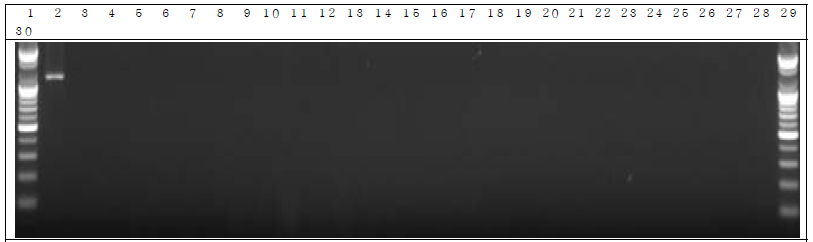 분변 샘플 PCR. 1: Marker, 2: Positive control, 3: Negative control, 4: DW 5~14: GM stool DNA 21 day, 15~24: W.T stool DNA 21 day, 25~29: non-treatment stool DNA 21 day, 30: Marker