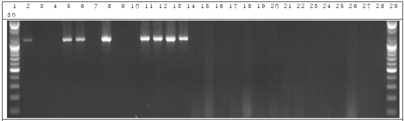 배양된 세균 샘플 PCR. 1: Marker, 2: Positive control, 3: Negative control, 4: DW 5~14: GM 세균 3 hr, 15~24: W.T 세균 3 hr, 25~29: non-treatment 세균 3 hr, 30: Marker