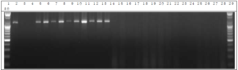 배양된 세균 샘플 PCR. 1: Marker, 2: Positive control, 3: Negative control, 4: DW 5~14: GM세균 DNA 6 hr, 15~24: W.T 세균 6 hr, 25~29: non-treatment 세균 6 hr, 30: Marker