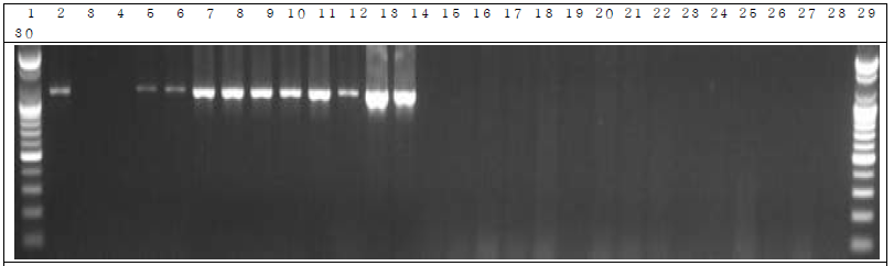 배양된 세균 샘플 PCR. 1: Marker, 2: Positive control, 3: Negative control, 4: DW 5~14: GM 세균 9 hr, 15~24: W.T 세균 9 hr, 25~29: non-treatment 세균 9 hr, 30: Marker