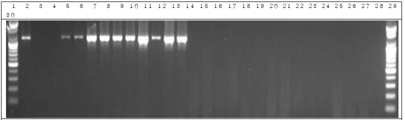 배양된 세균 샘플 PCR. 1: Marker, 2: Positive control, 3: Negative control, 4: DW 5~14: GM 세균 12 hr, 15~24: W.T 세균 12 hr, 25~29: non-treatment 세균 12 hr, 30: Marker