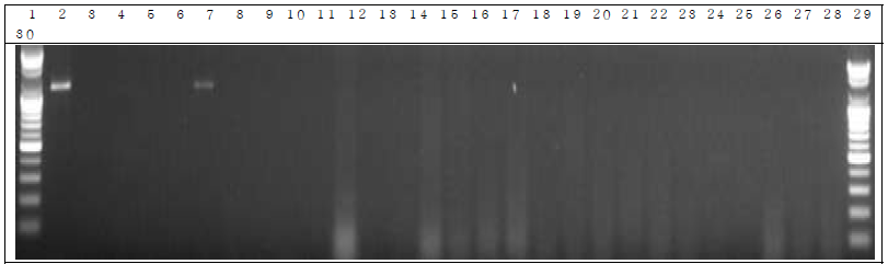배양된 세균 샘플 PCR. 1: Marker, 2: Positive control, 3: Negative control, 4: DW 5~14: GM 세균 1 day, 15~24: W.T 세균 1 day, 25~29: non-treatment 세균 1 day, 30: Marker