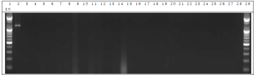 배양된 세균 샘플 PCR. 1: Marker, 2: Positive control, 3: Negative control, 4: DW 5~14: GM 세균 6 day, 15~24: W.T 세균 6 day, 25~29: non-treatment 세균 6 day, 30: Marker