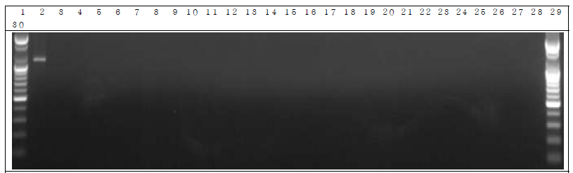 배양된 세균 샘플 PCR. 1: Marker, 2: Positive control, 3: Negative control, 4: DW 5~14: GM 세균 9 day, 15~24: W.T 세균 9 day, 25~29: non-treatment 세균 9 day, 30: Marker.