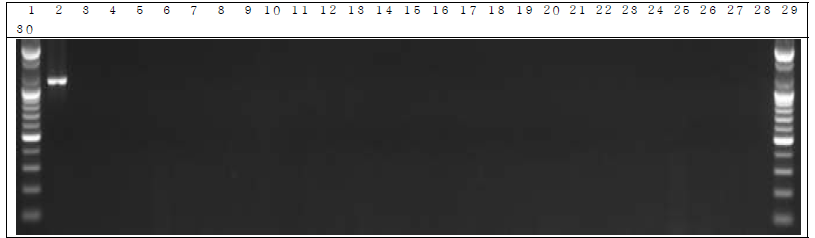 배양된 세균 샘플 PCR. 1: Marker, 2: Positive control, 3: Negative control, 4: DW 5~14: GM 세균 15 day, 15~24: W.T 세균 15 day, 25~29: non-treatment 세균 15 day, 30: Marker