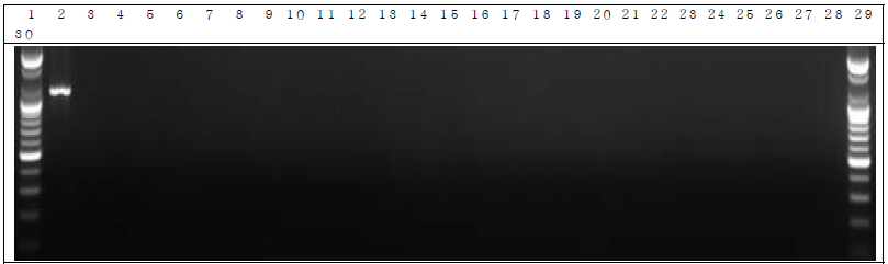 배양된 세균 샘플 PCR. 1: Marker, 2: Positive control, 3: Negative control, 4: DW 5~14: GM 세균 18 day, 15~24: W.T 세균 18 day, 25~29: non-treatment 세균 18 day, 30: Marker