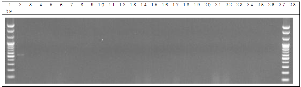 분변 샘플 PCR. 1: Marker, 2: Positive control, 3: Negative control, 4~13: GM stool DNA 3 hr, 14~23: W.T stool DNA 3 hr, 24~28: non-treatment stool DNA 3 hr, 29: Marker