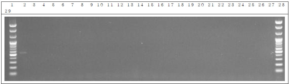 배양 분변 샘플 PCR. 1: Marker, 2: Positive control, 3: Negative control, 4~13: GM stool DNA 3 hr, 14~23: W.T stool DNA 3 hr, 24~28: non-treatment stool DNA 3 hr, 29: Marker