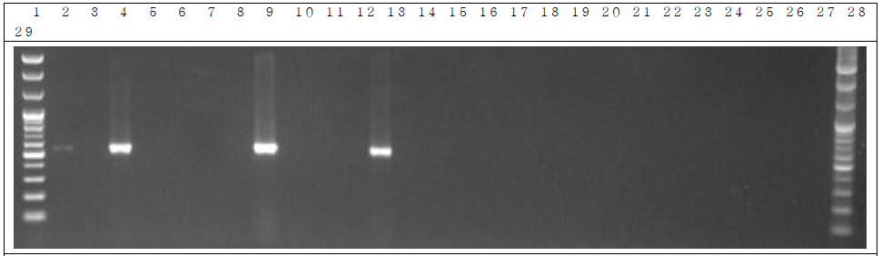 배양 분변 샘플 PCR. 1: Marker, 2: Positive control, 3: Negative control, 4~13: GM stool DNA 9 hr, 14~23: W.T stool DNA 9 hr, 24~28: non-treatment stool DNA 9 hr, 29: Marker