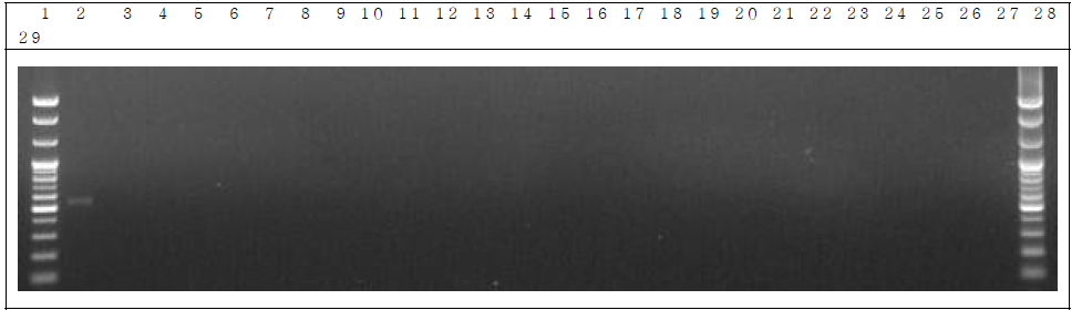 배양 분변 샘플 PCR. 1: Marker, 2: Positive control, 3: Negative control, 4~13: GM stool DNA 1 day, 14~23: W.T stool DNA 1 day, 24~28: non-treatment stool DNA 1 day, 29: Marker