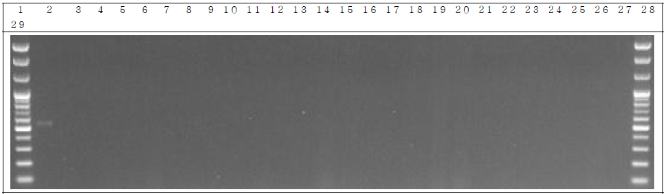 배양 분변 샘플 PCR. 1: Marker, 2: Positive control, 3: Negative control, 4~13: GM stool DNA 3 day, 14~23: W.T stool DNA 3 day, 24~28: non-treatment stool DNA 3 day, 29: Marker