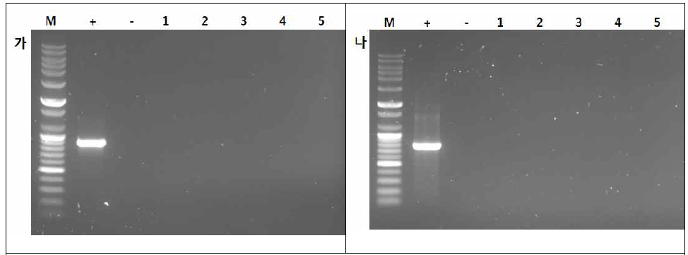 최종제품 PCR하여 fdpe와 npt2 유전자 확인. 가 : fdpe PCR, 나 : npt2 PCR; M : 100bp plus Maker(bioneer), P : Positive control, N : Negative control, 1 Lane : 최종제품-1, 2 Lane : 최종제품-2, 3 Lane : 최종제품-3, 4 Lane : 최종제품-4, 5 Lane :최종제품-5