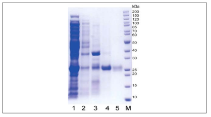 NPTII 정제 단계 별 SDS-PAGE 분석