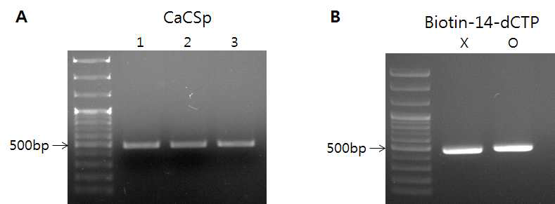 A. CaCSp PCR 결과는 형질전환체 4-1, 12-1과 wild type에서 같은 크기(490bp)의 증폭산물을 보였다. 1. CS고추 4-1, 2. CS고추 12-1, 3. Wild type. B. Biotin-14-dCTP를 사용한 probe PCR에서는 약간 큰 사이즈의 band를 확인하였다