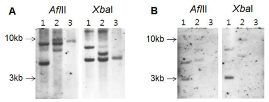 A. CaCSp를 probe로 사용한 고추 southern blot 결과 AflII와 XbaI을 처리한 형질전환체 4-1과 12-1의 DNA에서 2개이상의 band를 보여 추가적인 CS 유전자의 삽입을 확인하였고, wild type의 DNA에서는 한 개의 band를 확인하였다. 1 : CS고추 4-1, 2 : CS고추 12-1, 3 : wild type. B. 35S promoter를 probe로 사용한 고추 southern blot 결과 형질전환체 4-1과 12-1의 DNA에서 2개의 band를 확인하였다