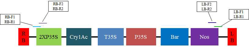 배추 말단 온전성 primer 위치 모식도