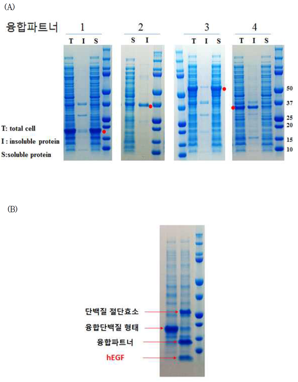 단백질 전기영동을 통한 다양한 융합파트너와 hEGF의 발현비교실험(A) 융합단백질에 특이 단백질 절단효소 처리를 통한 authentic form의 hEGF 분리가능 확인(B)