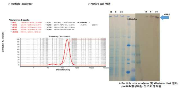 대장균기반 써코바이러스 유사입자 생산 확인을 위한 Particle analyzer 및 Native gel 전기영동결과