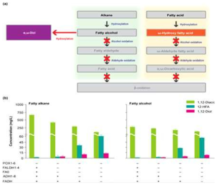 α,ω-Diol 생합성 경로 구축 및 기질인 fatty alkane과 fatty alcohol을 사용하였을 때, α,ω-Diol 생산연구 (POX: acyl-CoA oxidase, FALDH; fatty aldehyde dehydrogenase, FAO: fatty alcohol oxidase, ADH: alcohol dehydrogenase, FADH: fatty alcohol dehydrogenase, 1,12-Diacids: C12 α,ω-diacid, 12-HFA: C12 ω-hydroxy fatty acid, 1,12-Diol:C12 α,ω-diol.)