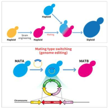 Yarrowia lipolytica의 세포교배(위) 및 교배형 유전자 전환 개략도(아래)