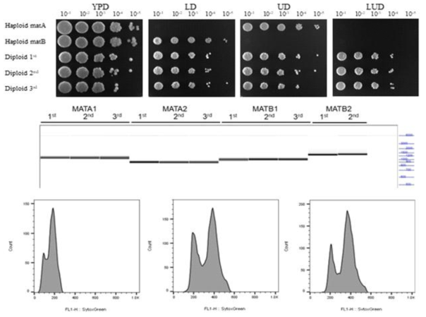 Yarrowia lipolytica 생식 형질변환 균주를 활용한 접합 및 이배체 균주의 확인 결과