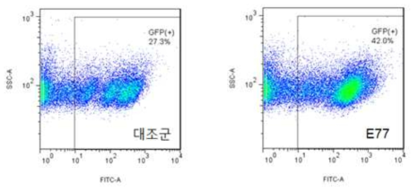 형질도입 세포군의 GFP 발현량 차이 비교