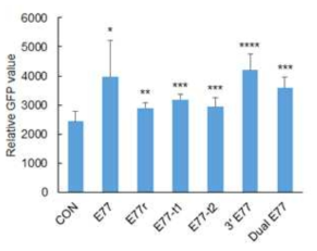 변형된 형태의 E77이 발현에 미치는 효과